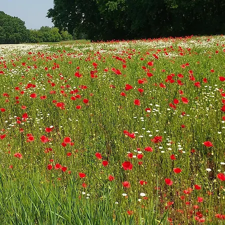 De Bloementuin / A Viragoskert Tiszafüred