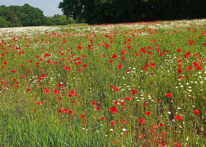 De Bloementuin / A Viragoskert Tiszafüred